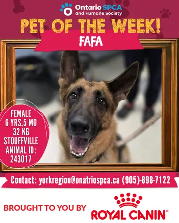 Pet of the Week - Fafa